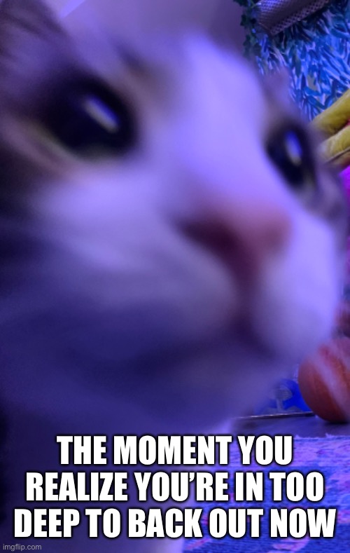 Woah! | THE MOMENT YOU REALIZE YOU’RE IN TOO DEEP TO BACK OUT NOW | image tagged in cats,funny memes,haha | made w/ Imgflip meme maker