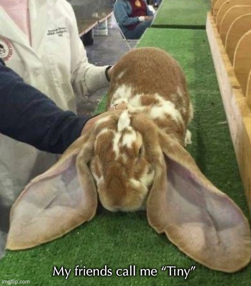 Giant English Lop | My friends call me “Tiny” | image tagged in cute,bunnies | made w/ Imgflip meme maker