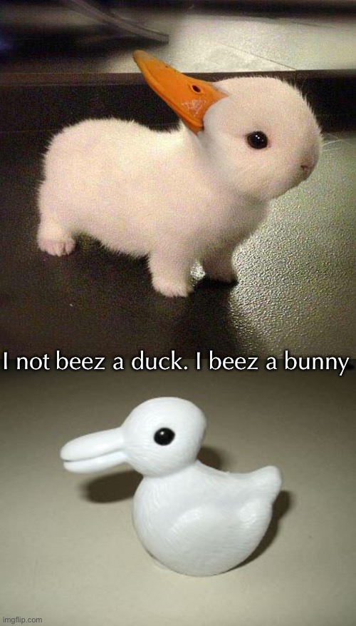 Bunny or Duck? | I not beez a duck. I beez a bunny | image tagged in funny memes,cute,bunnies | made w/ Imgflip meme maker