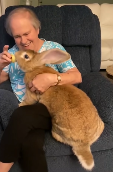 High Quality Grandma feeding her Rabbit Blank Meme Template