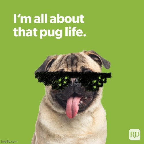 image tagged in dogs,puns,pugs | made w/ Imgflip meme maker