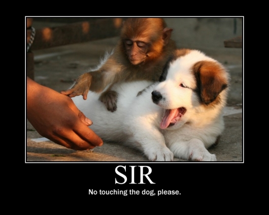 image tagged in demotivationals,dogs,animals