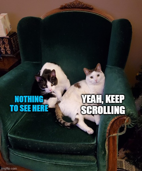 A Plan to Ruin Upholstery | YEAH, KEEP SCROLLING; NOTHING TO SEE HERE | image tagged in meme,memes,cat,cats | made w/ Imgflip meme maker