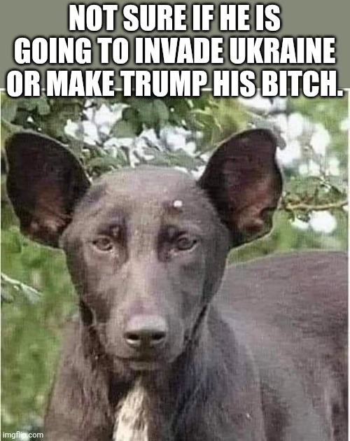 Dog Putin |  NOT SURE IF HE IS GOING TO INVADE UKRAINE OR MAKE TRUMP HIS BITCH. | image tagged in trump,conservative,democrat,republican,ukraine,russia | made w/ Imgflip meme maker