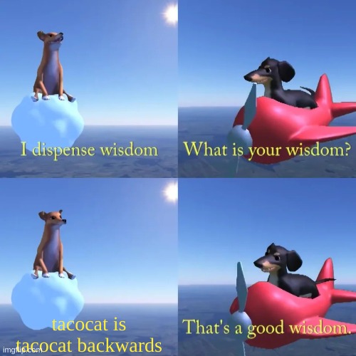 t a c-o-c a t | tacocat is tacocat backwards | image tagged in dog of wisdom | made w/ Imgflip meme maker
