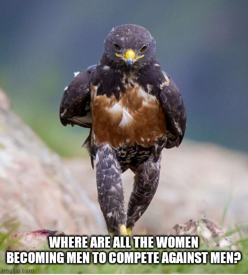 Screw On Balls | WHERE ARE ALL THE WOMEN BECOMING MEN TO COMPETE AGAINST MEN? | image tagged in wondering wandering falcon,bait,switch,surprise | made w/ Imgflip meme maker