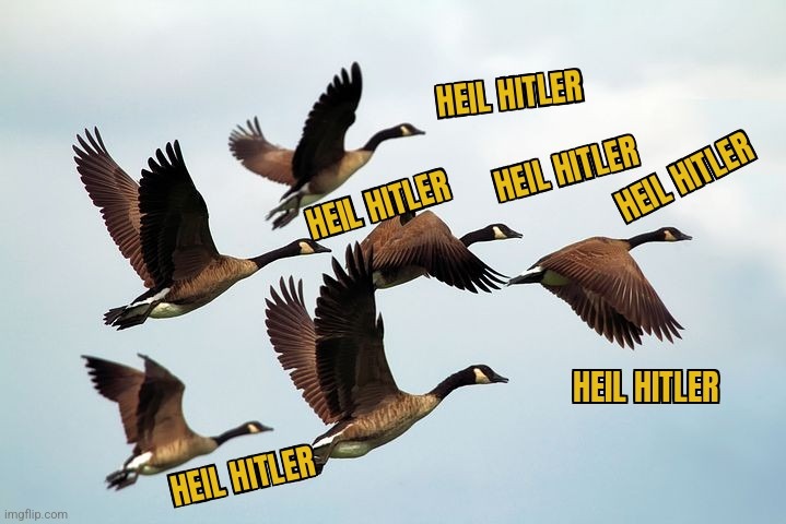 NAZI GEESE | image tagged in canada,nazi,geese,protest | made w/ Imgflip meme maker