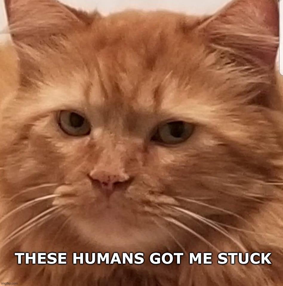 THESE HUMANS GOT ME STUCK | image tagged in cat,stuck,humans,so i got that goin for me which is nice,what if i told you | made w/ Imgflip meme maker