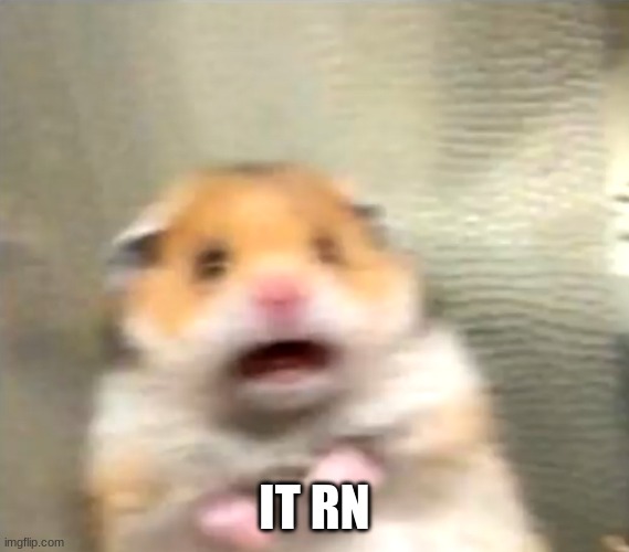 Scared Hamster | IT RN | image tagged in scared hamster | made w/ Imgflip meme maker