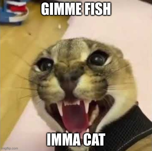 Angry Floppa | GIMME FISH IMMA CAT | image tagged in angry floppa | made w/ Imgflip meme maker