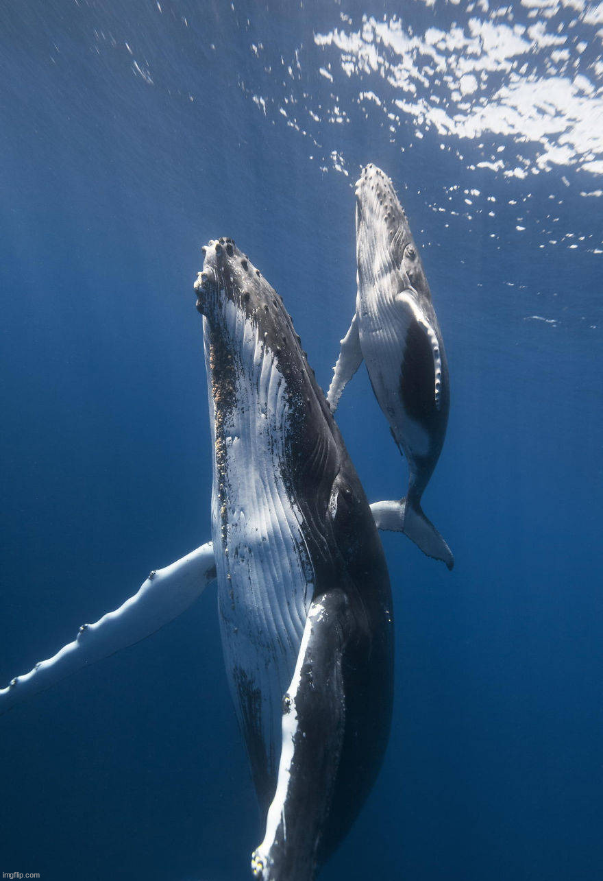 whales | image tagged in awesome | made w/ Imgflip meme maker