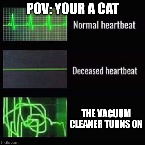 POV: you are cat | POV: YOUR A CAT; THE VACUUM CLEANER TURNS ON | image tagged in heartbeat rate | made w/ Imgflip meme maker