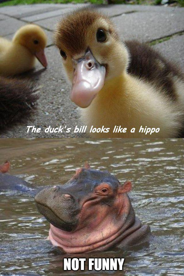 NOT FUNNY | image tagged in smiling hippo,ducks | made w/ Imgflip meme maker