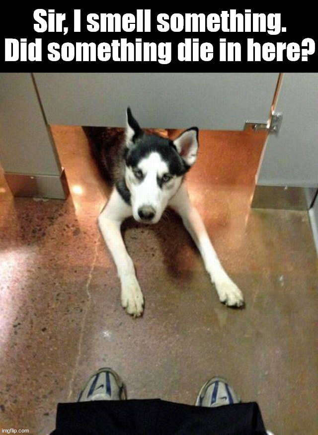 Sir, I smell something. Did something die in here? | image tagged in dogs | made w/ Imgflip meme maker