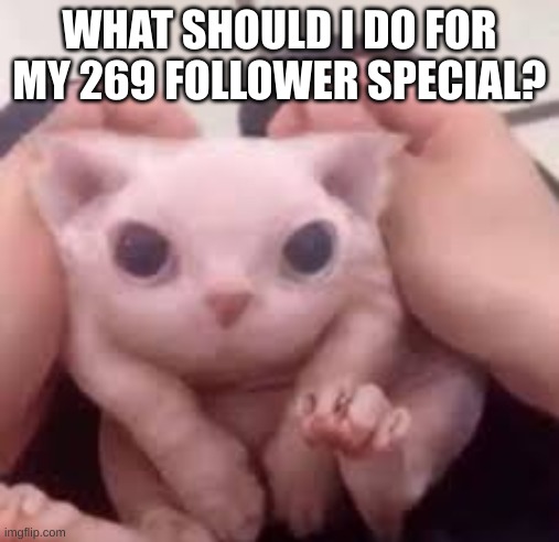 Scrunched Bingus | WHAT SHOULD I DO FOR MY 269 FOLLOWER SPECIAL? | image tagged in scrunched bingus | made w/ Imgflip meme maker