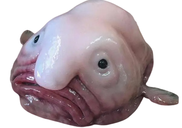 blobfish Blank Meme Template