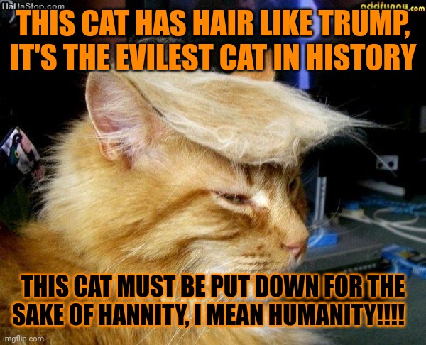 WE NEED TO KILL THIS HITLER CAT RIGHT AWAY I'M COURT ORDERED NOT TO OWN A CAT BECAUSE I PLAY WITH THEM FUNNY TTTTRRRRRRRUUUUUUU | THIS CAT HAS HAIR LIKE TRUMP, IT'S THE EVILEST CAT IN HISTORY; THIS CAT MUST BE PUT DOWN FOR THE SAKE OF HANNITY, I MEAN HUMANITY!!!! | image tagged in donald trump cat | made w/ Imgflip meme maker