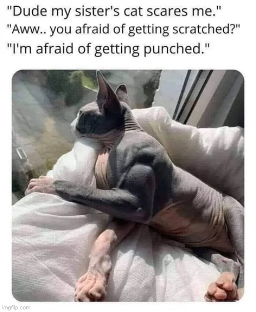 buff cat | image tagged in funny,memes,cats | made w/ Imgflip meme maker
