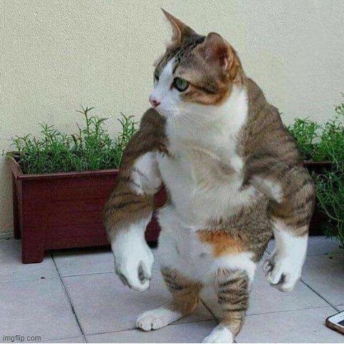Strong cat | image tagged in strong cat | made w/ Imgflip meme maker