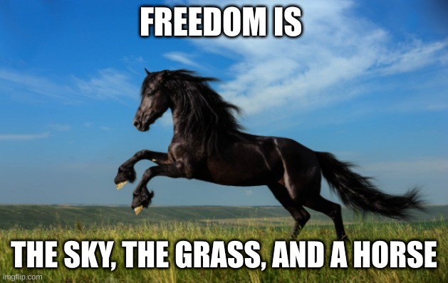 freedom | FREEDOM IS; THE SKY, THE GRASS, AND A HORSE | image tagged in horse,freedom,sunny day | made w/ Imgflip meme maker