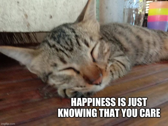 HAPPINESS IS JUST KNOWING THAT YOU CARE | image tagged in cat,happiness,i love you,care,sweet,what if i told you | made w/ Imgflip meme maker