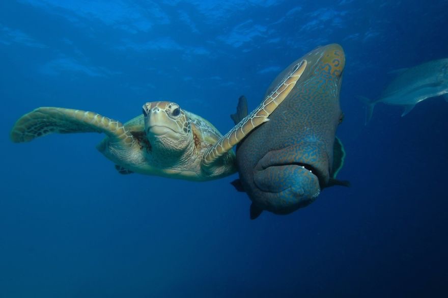 “Slap” Photo credit: Troy Mayne | image tagged in awesome,pics,photography | made w/ Imgflip meme maker