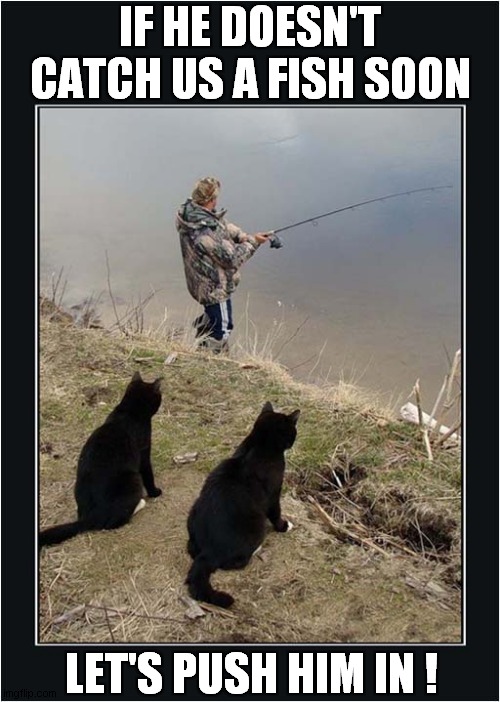 Hungry Cats Getting Impatient | IF HE DOESN'T CATCH US A FISH SOON; LET'S PUSH HIM IN ! | image tagged in cats,impatient,fishing | made w/ Imgflip meme maker