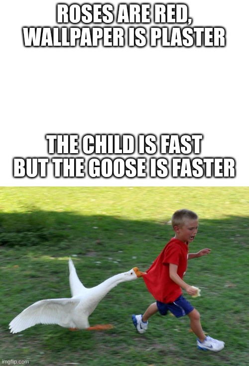 goose on the loose, someone get the noose | ROSES ARE RED, WALLPAPER IS PLASTER; THE CHILD IS FAST
BUT THE GOOSE IS FASTER | image tagged in blank white template | made w/ Imgflip meme maker