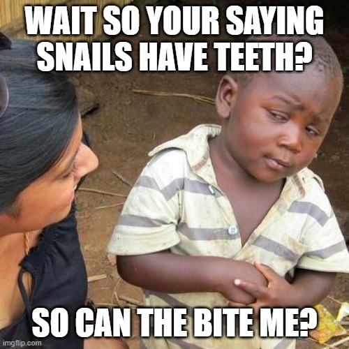 Hold On... | WAIT SO YOUR SAYING SNAILS HAVE TEETH? SO CAN THE BITE ME? | image tagged in memes,third world skeptical kid | made w/ Imgflip meme maker