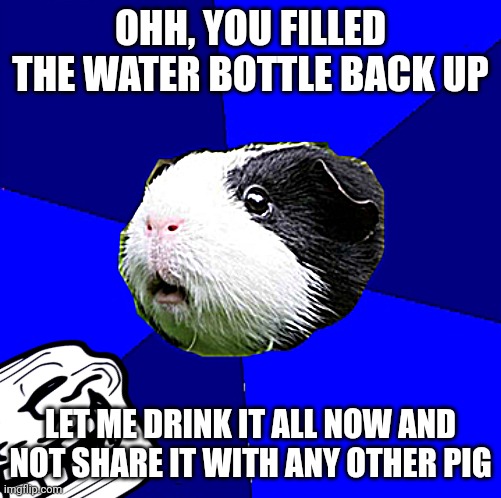 Guinea pigs in a nutshell | OHH, YOU FILLED THE WATER BOTTLE BACK UP; LET ME DRINK IT ALL NOW AND NOT SHARE IT WITH ANY OTHER PIG | image tagged in scumbag guinea pig | made w/ Imgflip meme maker