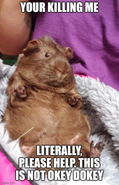 Spike the Guinea Pig | YOUR KILLING ME; LITERALLY, PLEASE HELP. THIS IS NOT OKEY DOKEY | image tagged in spike the guinea pig | made w/ Imgflip meme maker