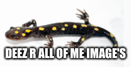 intresting images | DEEZ R ALL OF ME IMAGE'S | image tagged in gifs,blah blah blah | made w/ Imgflip images-to-gif maker