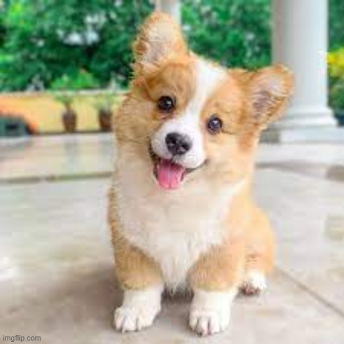 image tagged in corgiparty2052 announcement template | made w/ Imgflip meme maker