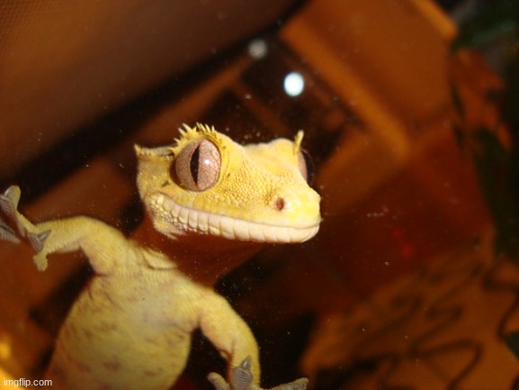 Gecko Stare | image tagged in gecko stare | made w/ Imgflip meme maker