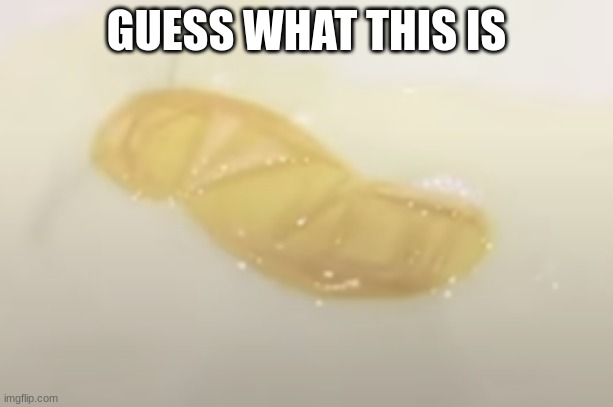 GUESS WHAT THIS IS | image tagged in lol | made w/ Imgflip meme maker