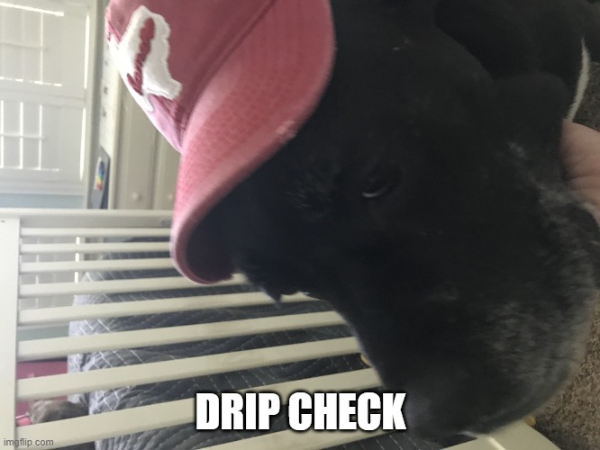 you got da approval of doggo | DRIP CHECK | image tagged in callie | made w/ Imgflip meme maker
