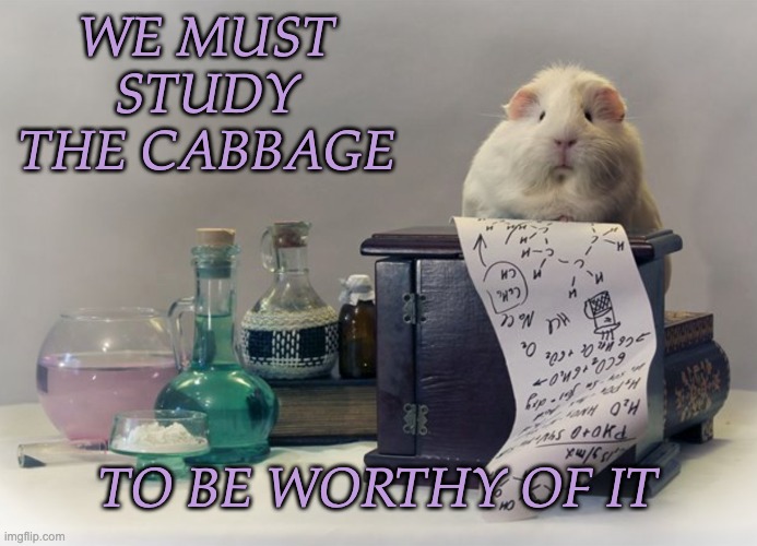 at the Guinea Pig Science Institute | WE MUST STUDY THE CABBAGE; TO BE WORTHY OF IT | image tagged in cute,guinea pig,food,treats | made w/ Imgflip meme maker
