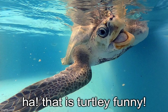 ha! that is turtley funny! | made w/ Imgflip meme maker