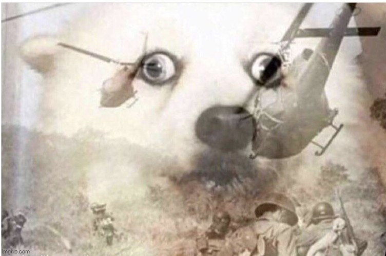 Dog vietnam | image tagged in dog vietnam | made w/ Imgflip meme maker