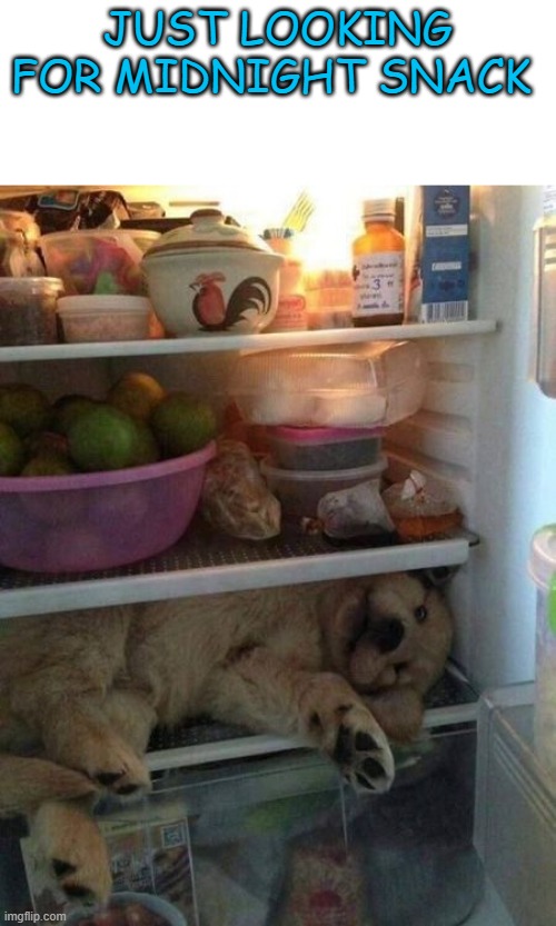 JUST LOOKING FOR MIDNIGHT SNACK | image tagged in memes,funny,doggo,dogs | made w/ Imgflip meme maker
