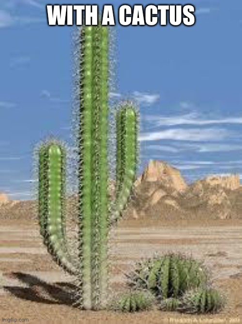 cactus | WITH A CACTUS | image tagged in cactus | made w/ Imgflip meme maker