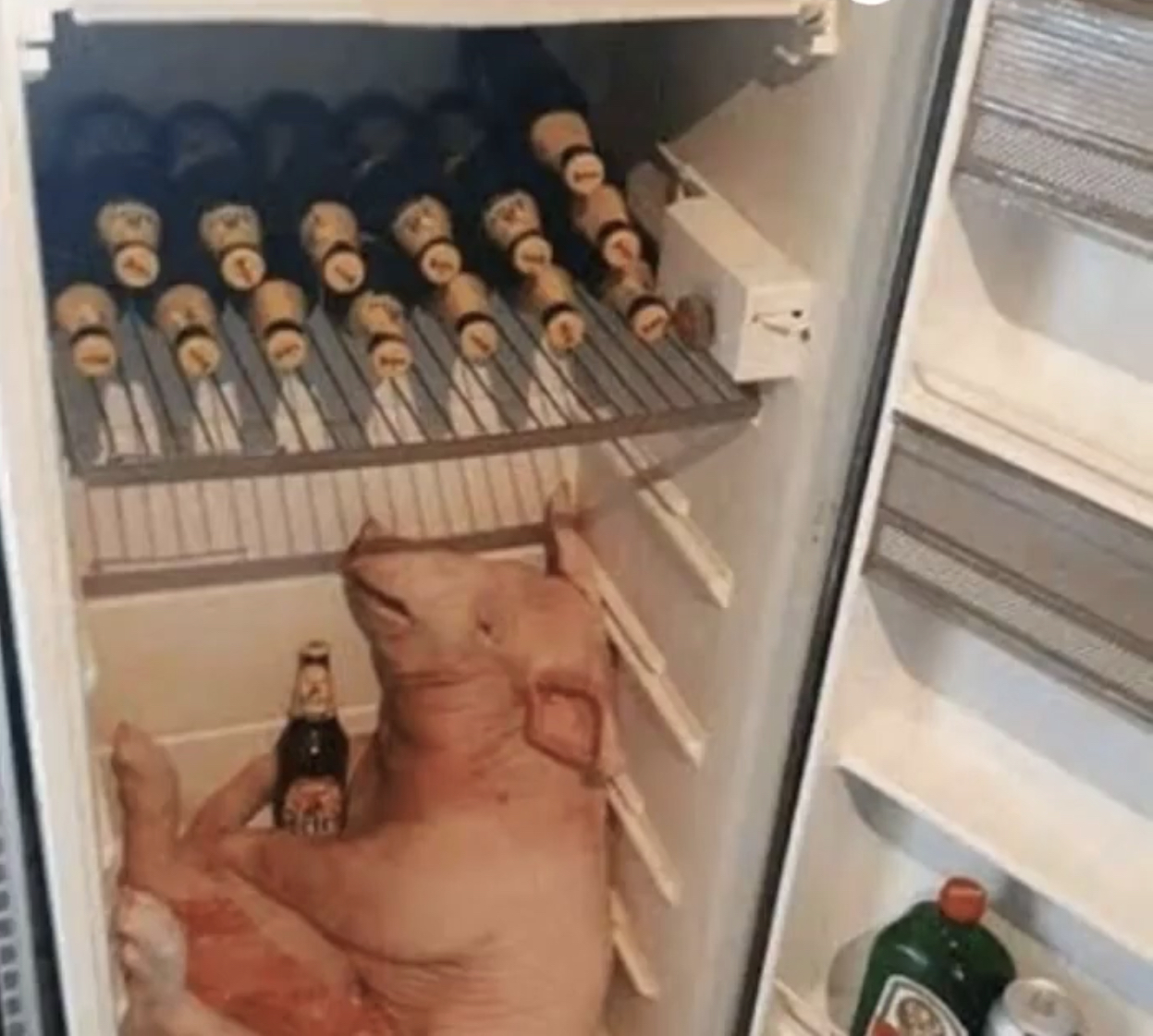 Pig in fridge Blank Meme Template