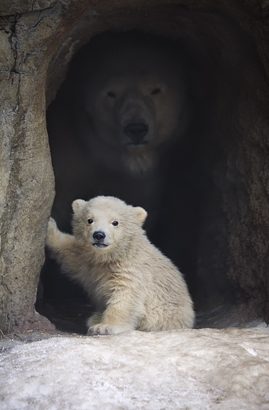 Baby polar bear and mother Blank Meme Template
