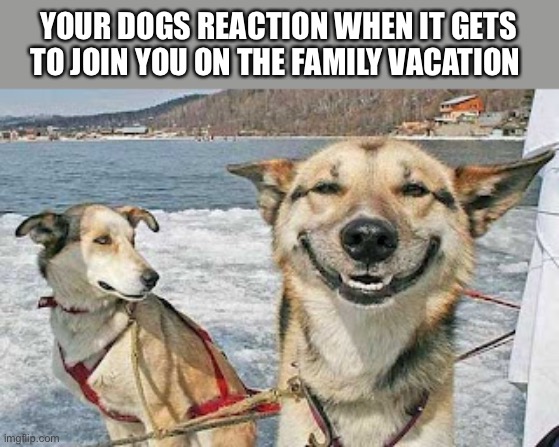 Doggy Vaycay |  YOUR DOGS REACTION WHEN IT GETS TO JOIN YOU ON THE FAMILY VACATION | image tagged in memes,original stoner dog | made w/ Imgflip meme maker