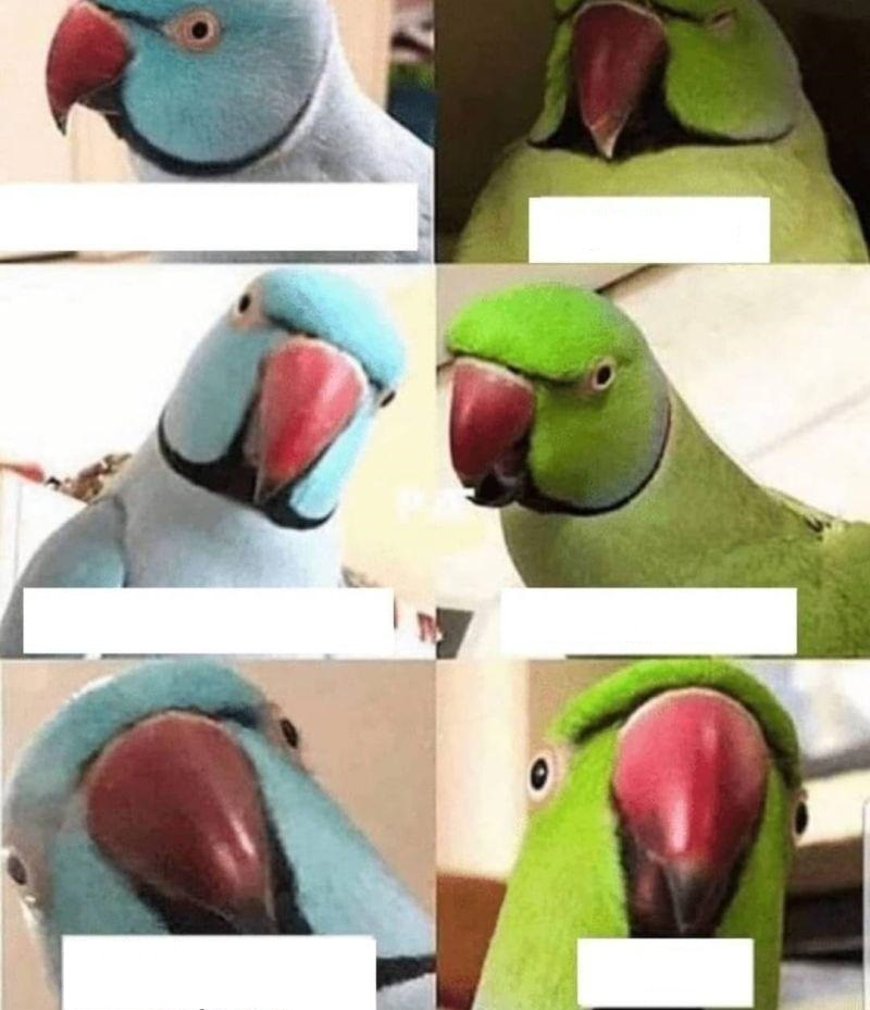 Parrot Bro Blank Meme Template