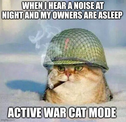 Cats mean business |  WHEN I HEAR A NOISE AT NIGHT AND MY OWNERS ARE ASLEEP; ACTIVE WAR CAT MODE | image tagged in war cat,lol | made w/ Imgflip meme maker