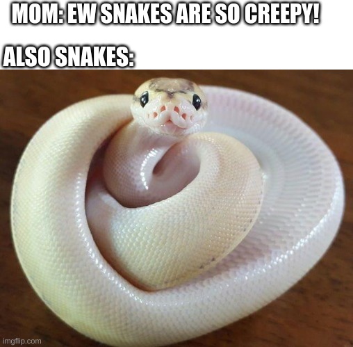 Unpopular opinion: snakes are adorable - Imgflip