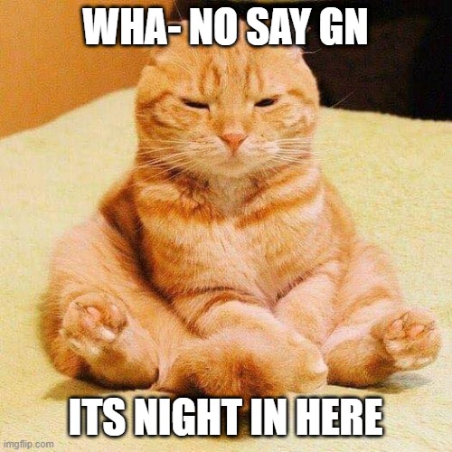 chonky cat | WHA- NO SAY GN ITS NIGHT IN HERE | image tagged in chonky cat | made w/ Imgflip meme maker