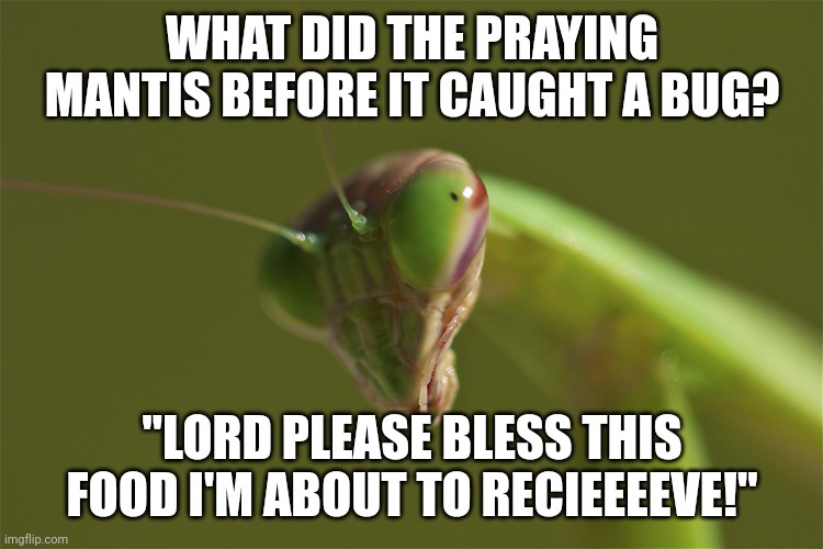 praying mantis | WHAT DID THE PRAYING MANTIS BEFORE IT CAUGHT A BUG? "LORD PLEASE BLESS THIS FOOD I'M ABOUT TO RECIEEEEVE!" | image tagged in praying mantis,god,mantis,food,why are you reading this | made w/ Imgflip meme maker