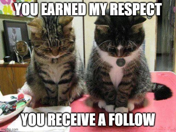 bow cat | YOU EARNED MY RESPECT YOU RECEIVE A FOLLOW | image tagged in bow cat | made w/ Imgflip meme maker